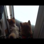 大雪で庭に出られない朝、柴犬たちは…(YouTube)