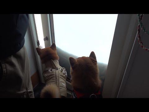 大雪で庭に出られない朝、柴犬たちは…(YouTube)