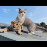 キジトラ猫と灰シロ猫が島のお寺で運動会をはじめる(YouTube)