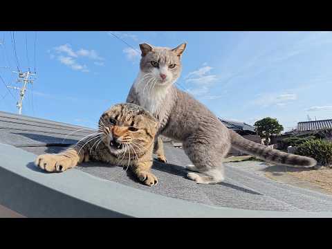 キジトラ猫と灰シロ猫が島のお寺で運動会をはじめる(YouTube)