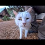 海辺の公園ベンチで出会った猫ちゃん、座って撫でたら即ゴロゴロ…可愛すぎた(YouTube)