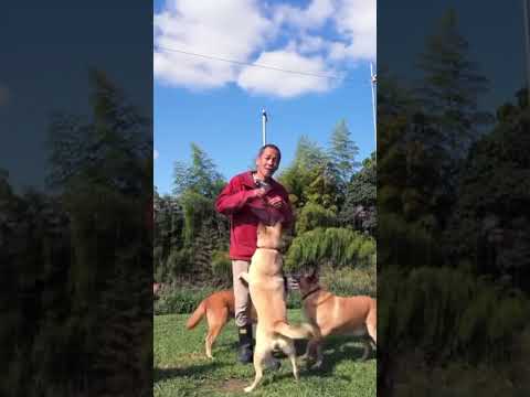 ややこし過ぎるオヤツタイム(YouTube)