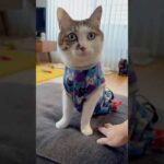 2026年のエースとおむすび #今年もよろしくお願いします(YouTube)