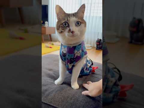 2026年のエースとおむすび #今年もよろしくお願いします(YouTube)