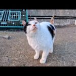 漁港に行くと必ず現れてモフられに来る三毛猫ちゃん、ナデナデすると幸せゴロゴロが止まらない(YouTube)