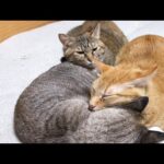 飼い主にも猫にも甘えん坊全開の麦わら猫に癒されました(YouTube)