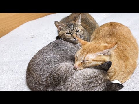 飼い主にも猫にも甘えん坊全開の麦わら猫に癒されました(YouTube)