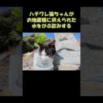 ハチワレ猫ちゃんがお地蔵様に供えられた水をがぶ飲みする #猫 #ねこ #cat(YouTube)