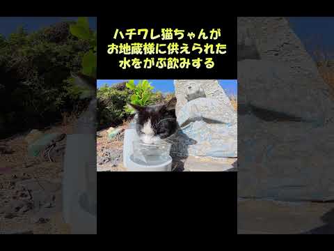 ハチワレ猫ちゃんがお地蔵様に供えられた水をがぶ飲みする #猫 #ねこ #cat(YouTube)
