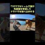 ワガママなシャム子猫が先輩猫を撃退してナデナデを独り占めする #猫 #ねこ #cat(YouTube)