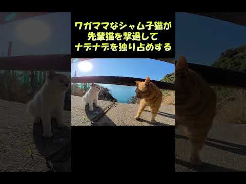 ワガママなシャム子猫が先輩猫を撃退してナデナデを独り占めする #猫 #ねこ #cat(YouTube)