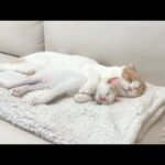 保護した子猫が先輩猫に懐きすぎてついにこうなっちゃってました…(YouTube)
