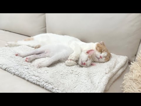 保護した子猫が先輩猫に懐きすぎてついにこうなっちゃってました…(YouTube)