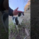 後頭部までハチワレになっている猫が可愛い声で鳴く #猫 #ねこ #cat(YouTube)