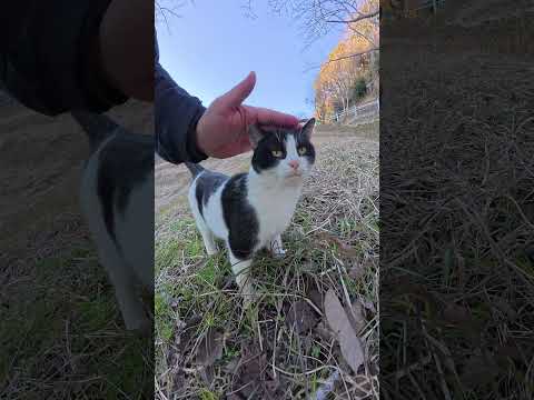 後頭部までハチワレになっている猫が可愛い声で鳴く #猫 #ねこ #cat(YouTube)