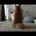 背中でガッツリ抗議してくる柴犬、この状況で声をかけると‥(YouTube)