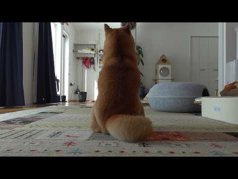 背中でガッツリ抗議してくる柴犬、この状況で声をかけると‥(YouTube)