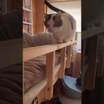 タプタプのプラプラ(YouTube)