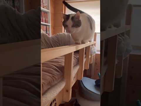 タプタプのプラプラ(YouTube)