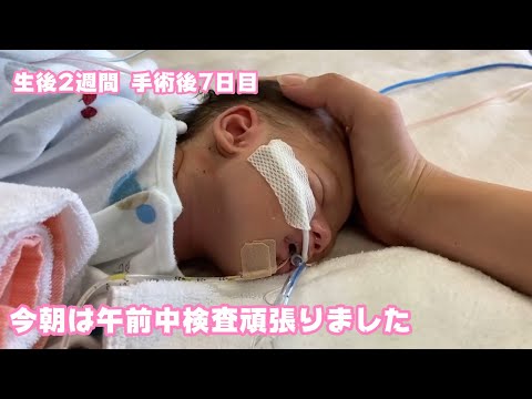 今朝は検査頑張りましたよ～  生後2週間  手術後7日目  小さな身体で頑張ってます  2026 01 27 2(YouTube)