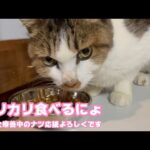 カリカリ食べるニャン  腎不全で療養中のナツ応援宜しくニャ   2026 01 08 1(YouTube)