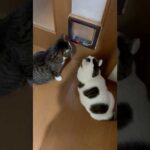 ひょっとして君たち猫じゃないの？(YouTube)