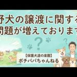 野犬の譲渡に関する問題が増えております(YouTube)