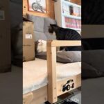 ドンマイ、秀吉(YouTube)