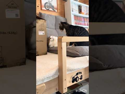 ドンマイ、秀吉(YouTube)