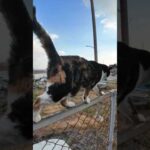 三毛猫さん、何故そこを歩く?!(YouTube)