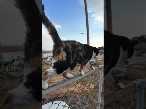 三毛猫さん、何故そこを歩く?!(YouTube)