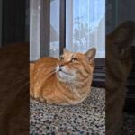 猫島の神社にいた猫ちゃん、撫でるとゴロゴロ言ってカワイイ(YouTube)