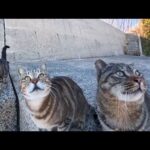 防波堤の猫ちゃん、めっちゃコッチ見てくる(YouTube)
