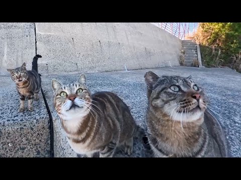 防波堤の猫ちゃん、めっちゃコッチ見てくる(YouTube)