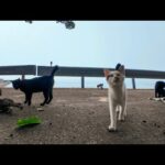 ​【究極の癒やし】海辺で出会った猫たちが人懐っこすぎて天国だった…(YouTube)