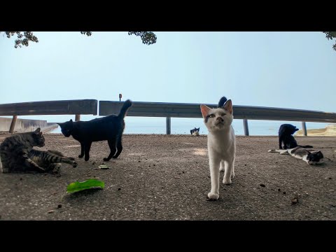 ​【究極の癒やし】海辺で出会った猫たちが人懐っこすぎて天国だった…(YouTube)