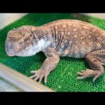 休眠中のサバンナモニターと年中活発なサルバトールモニター【爬虫類ごはんあげラジオ07】(YouTube)