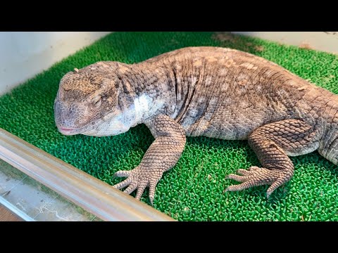 休眠中のサバンナモニターと年中活発なサルバトールモニター【爬虫類ごはんあげラジオ07】(YouTube)