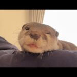 飼い主を取られたカワウソが取り返す物語 The Story of the Otter Who Got His Owner Back(YouTube)