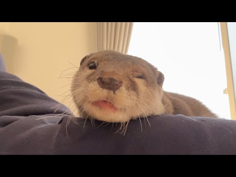 飼い主を取られたカワウソが取り返す物語 The Story of the Otter Who Got His Owner Back(YouTube)