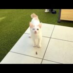 褒めてほしくて散歩中に捕まえたコオロギを咥えてきた新入り子猫が可愛すぎました…(YouTube)