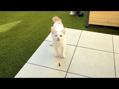 褒めてほしくて散歩中に捕まえたコオロギを咥えてきた新入り子猫が可愛すぎました…(YouTube)