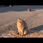 道の真ん中に座っていた猫ちゃん道路脇に置いてある椅子に座ると隣に座ってきた(YouTube)