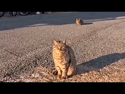道の真ん中に座っていた猫ちゃん道路脇に置いてある椅子に座ると隣に座ってきた(YouTube)