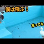 プールが凍っていると知らずにダイブするアヒル２(YouTube)