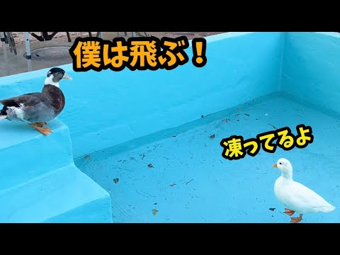 プールが凍っていると知らずにダイブするアヒル２(YouTube)