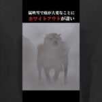 柴犬はホワイトアウトに勇猛果敢に立ち向かう！？ #shibainu #犬のいる生活 #吹雪(YouTube)