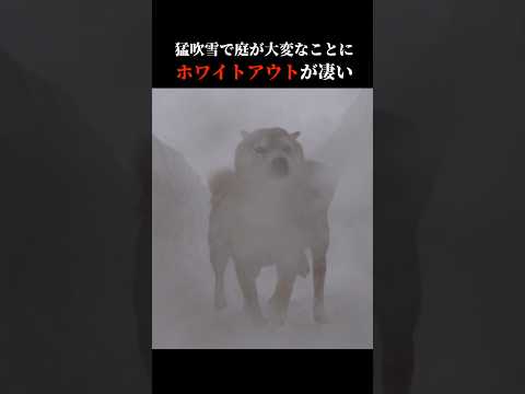 柴犬はホワイトアウトに勇猛果敢に立ち向かう！？ #shibainu #犬のいる生活 #吹雪(YouTube)