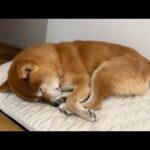 最強最長寒波の青森市は大変だったようですね【ママ語り雑談】(YouTube)