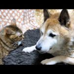 さり気なく柴犬のそばにる猫がいなくなると柴犬はこうなりました…(YouTube)